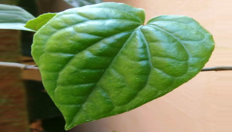 Banaras Pan (Betel Leaf)